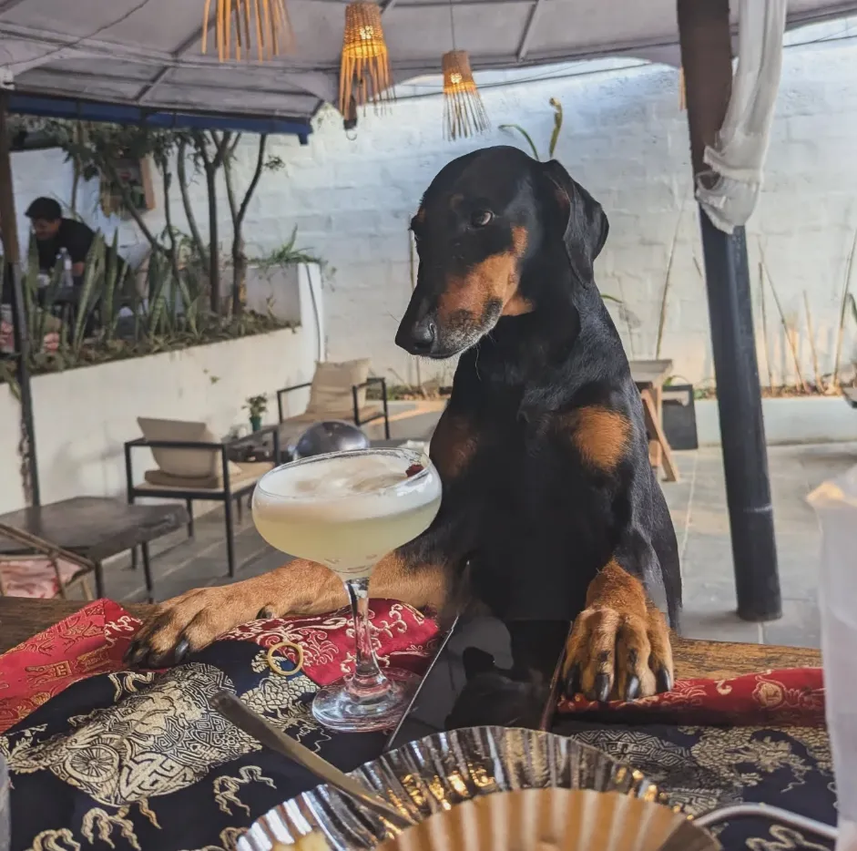 Coco, the restaurant's Doberman, beside a cocktail.